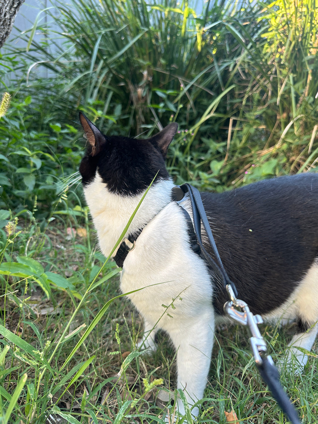 CATFIT Cat Harness with Leash