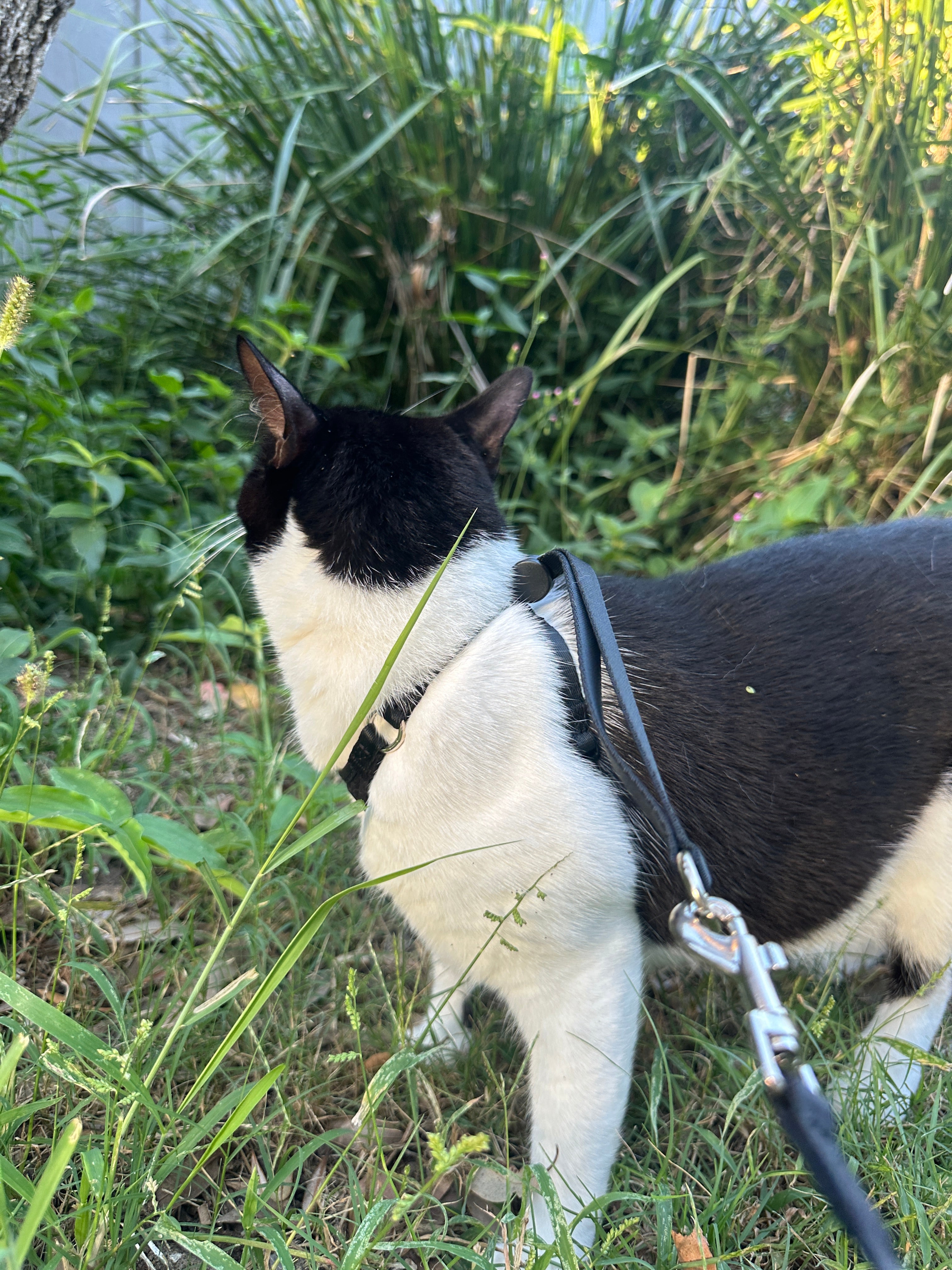 CATFIT Cat Harness with Leash