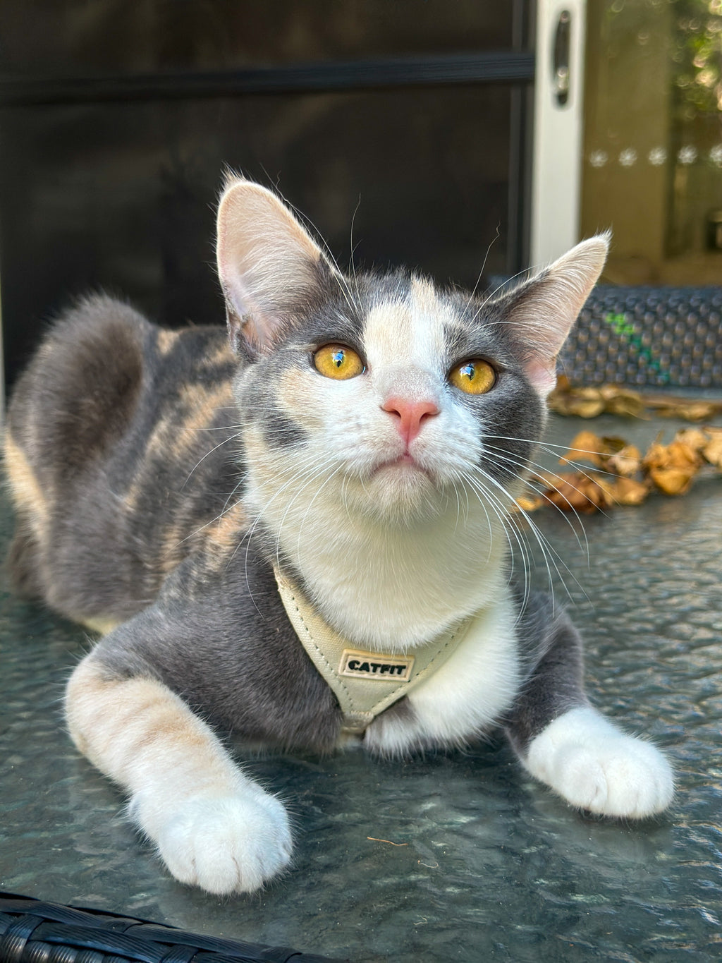 CATFIT Cat Harness with Leash