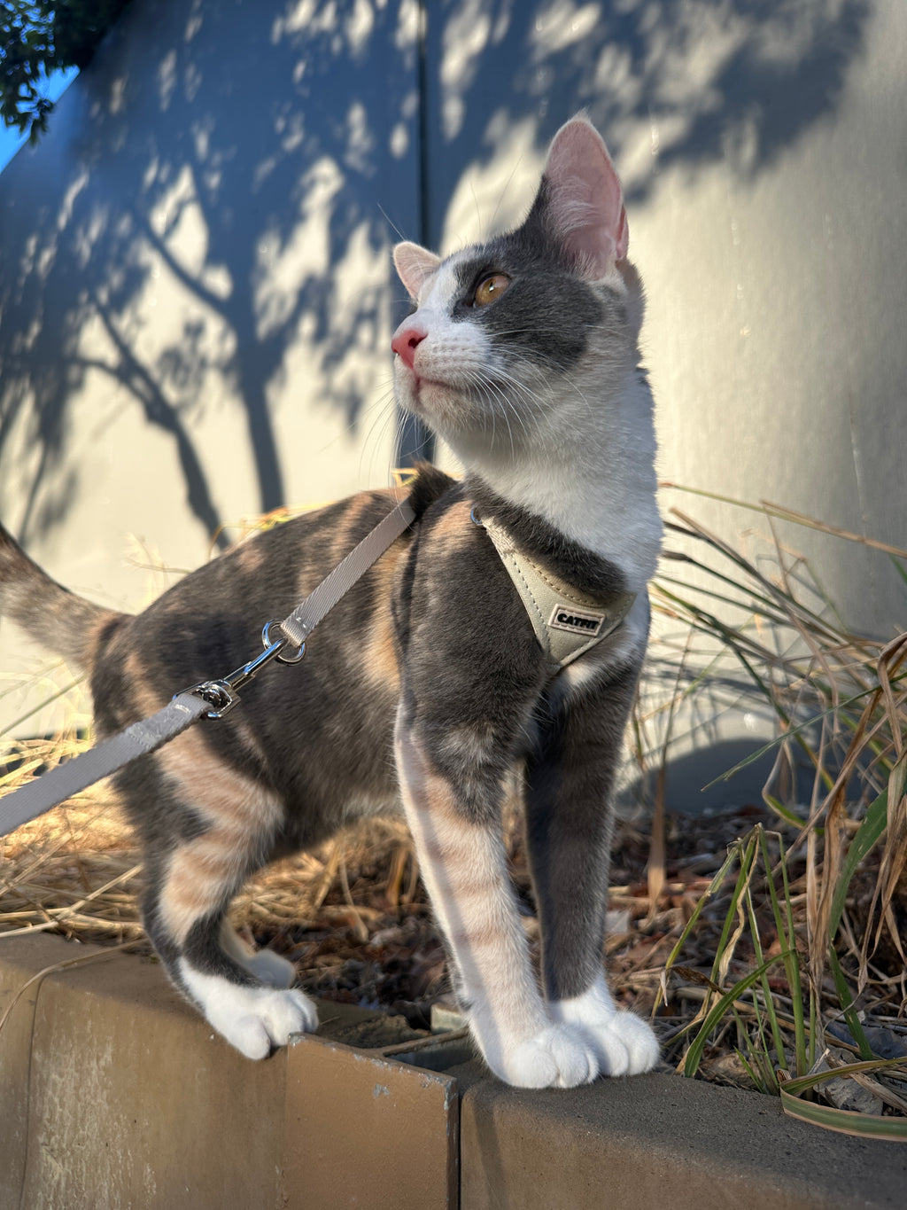 CATFIT Cat Harness with Leash