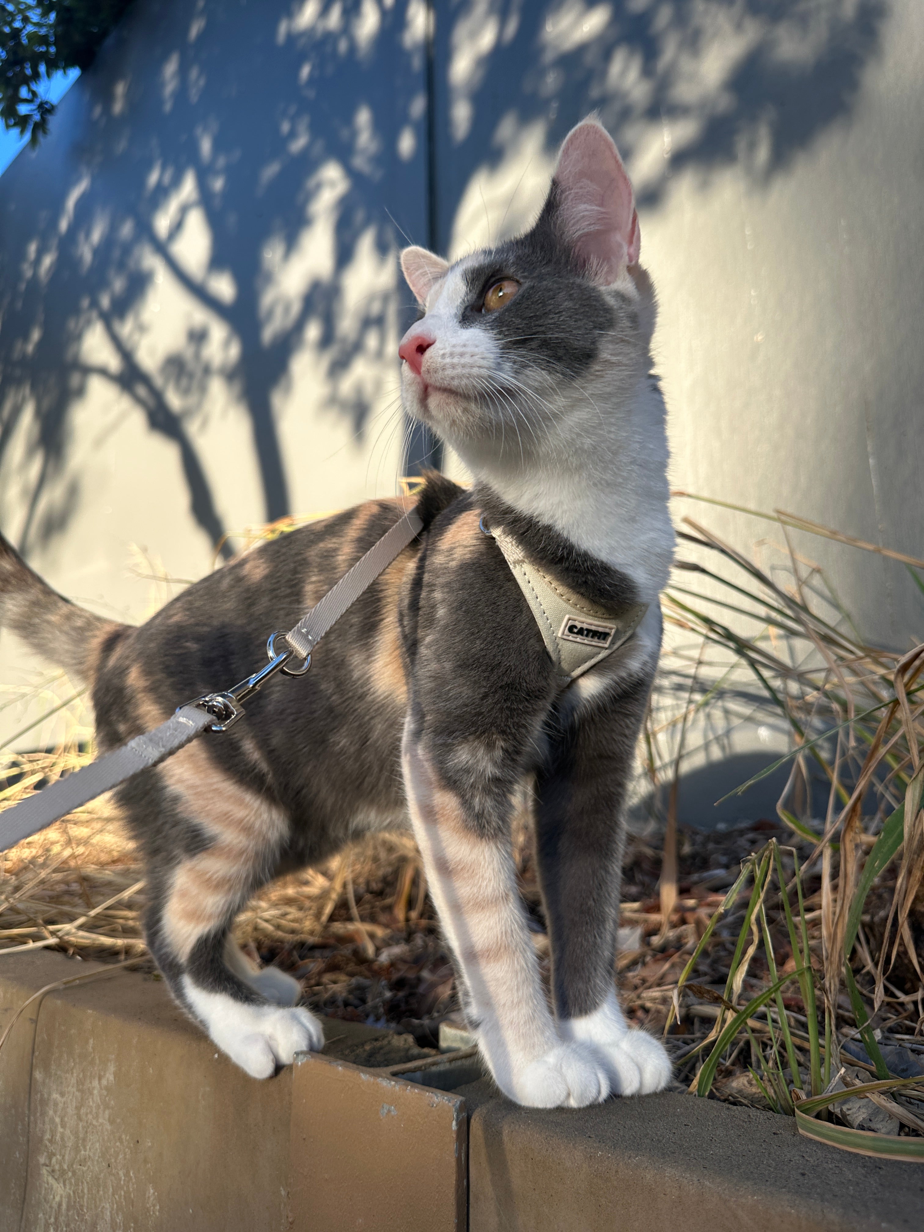 CATFIT Cat Harness with Leash