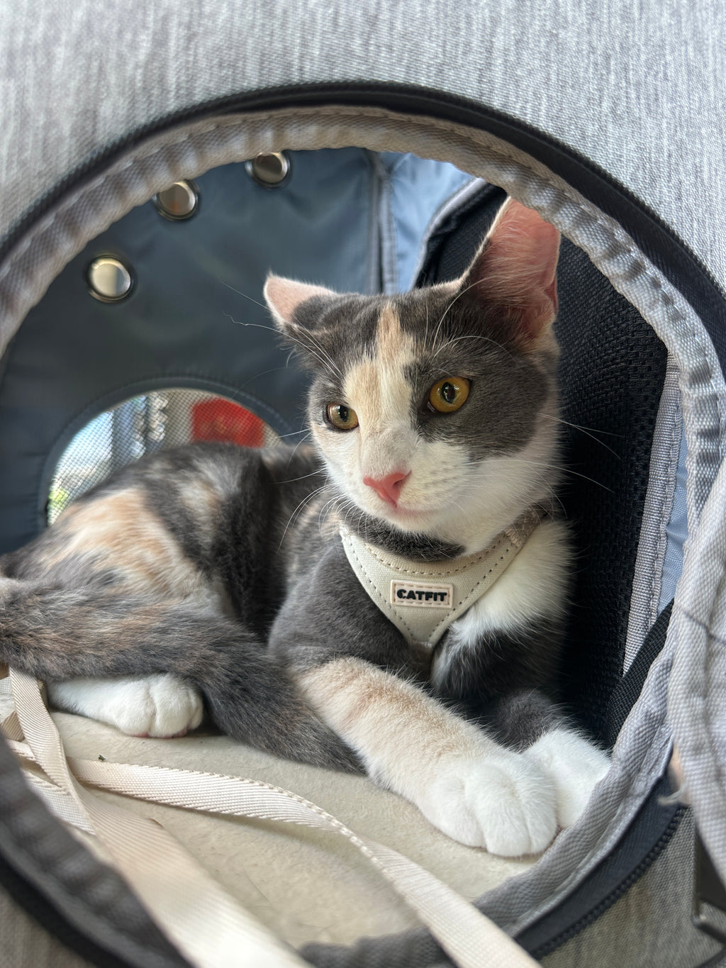 CATFIT Cat Harness with Leash