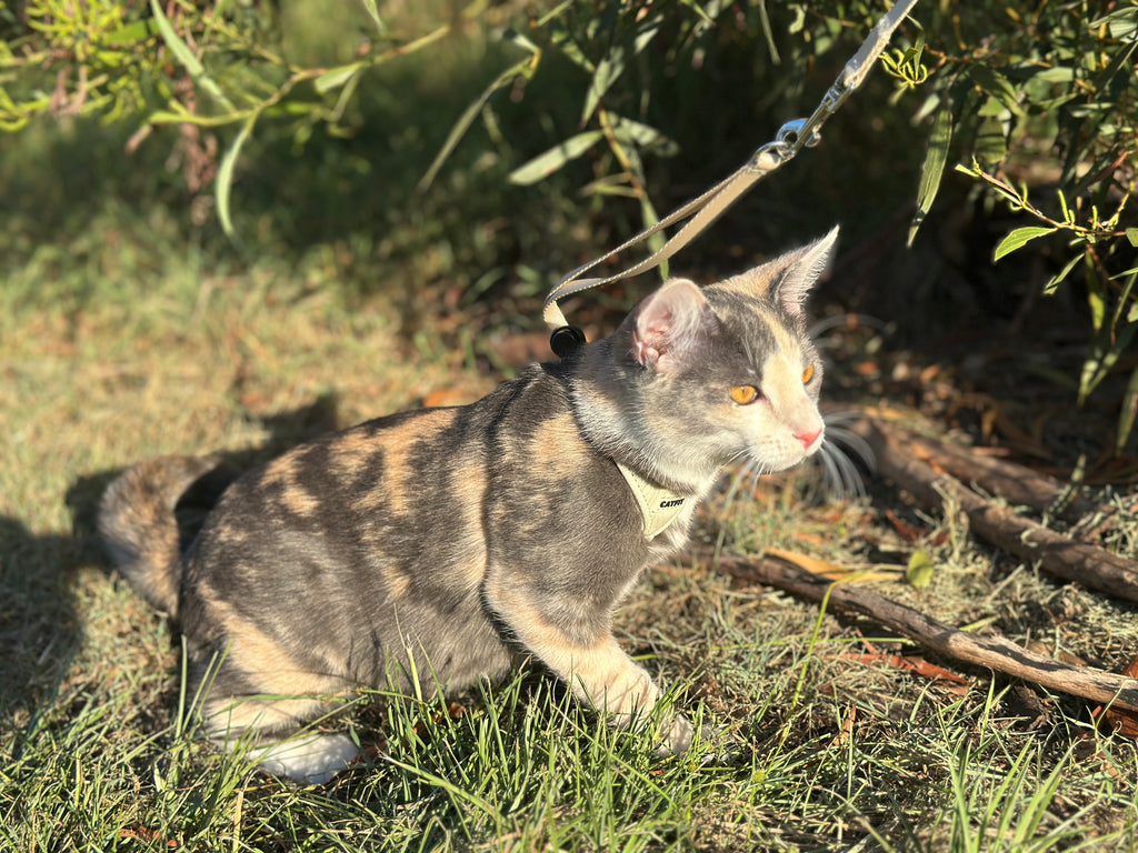 CATFIT Cat Harness with Leash