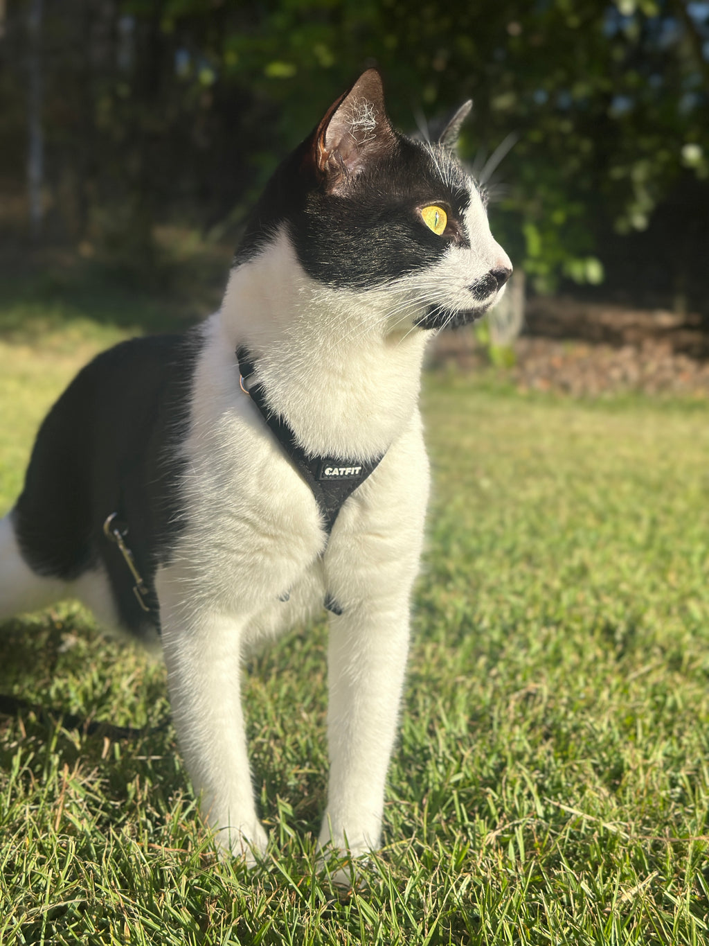 CATFIT Cat Harness with Leash