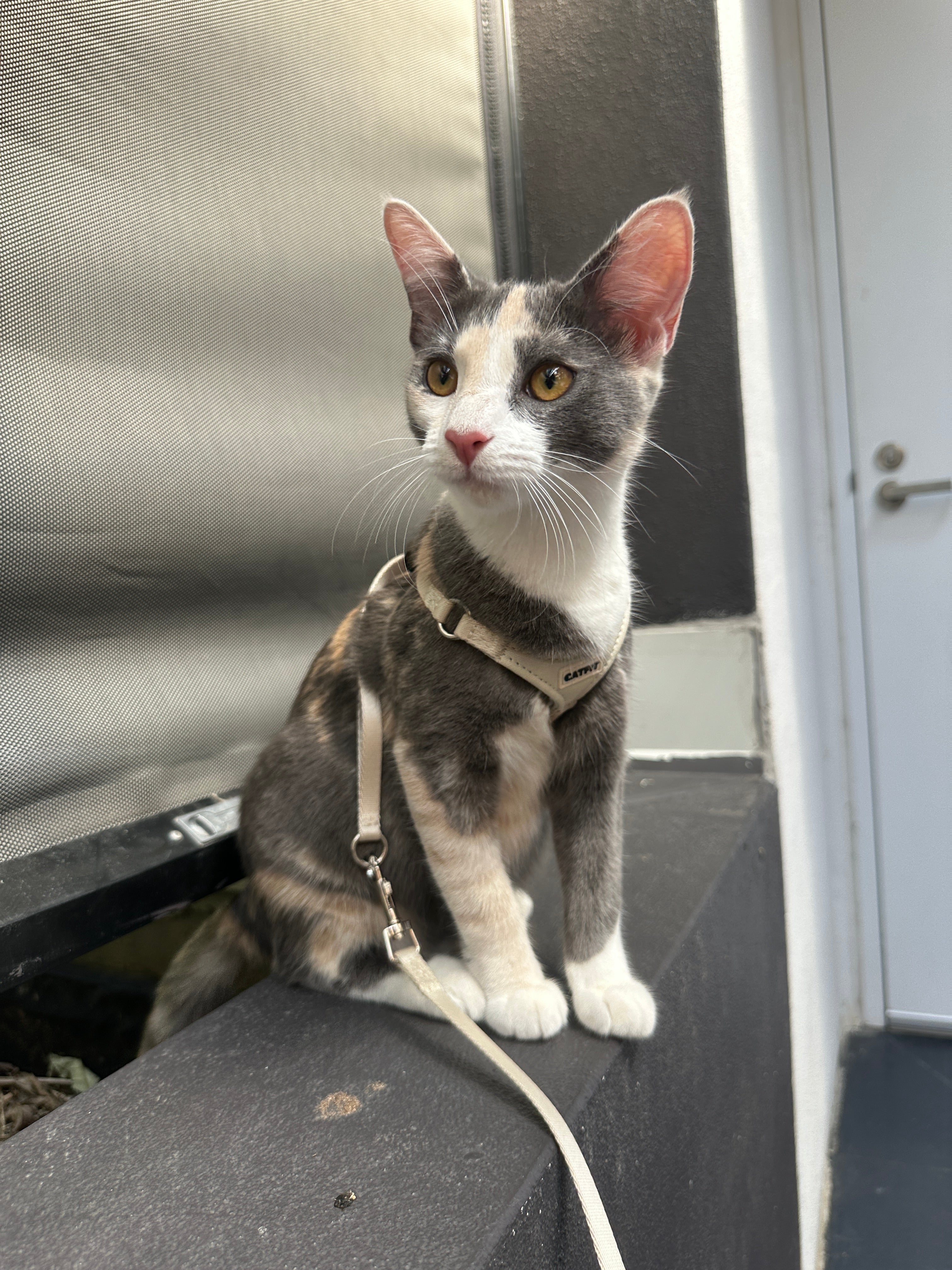 CATFIT Cat Harness with Leash