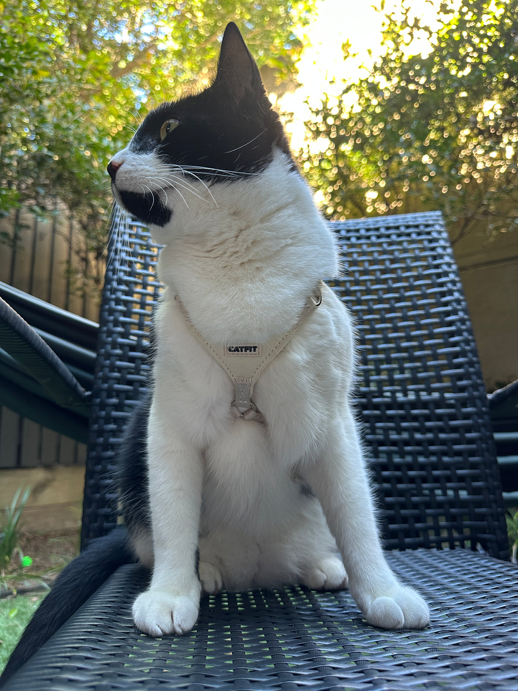 CATFIT Cat Harness with Leash